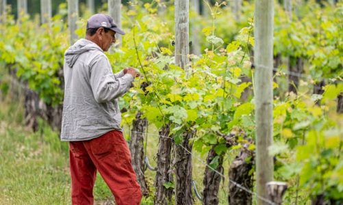 I vignaioli: chi sono e cosa fanno?