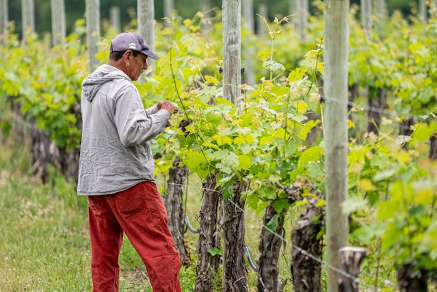 I vignaioli: chi sono e cosa fanno?