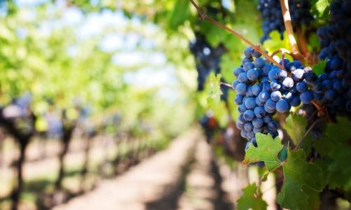 Vinessum: il viaggio alla scoperta di terre e vignaioli