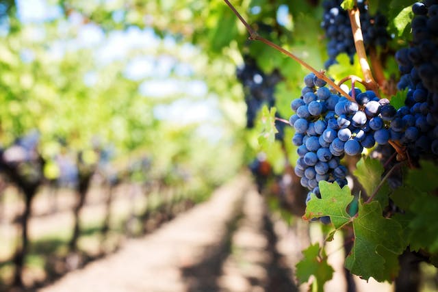 Vinessum: il viaggio alla scoperta di terre e vignaioli